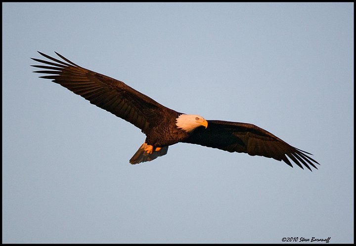 _0SB8796 american bald eagle.jpg